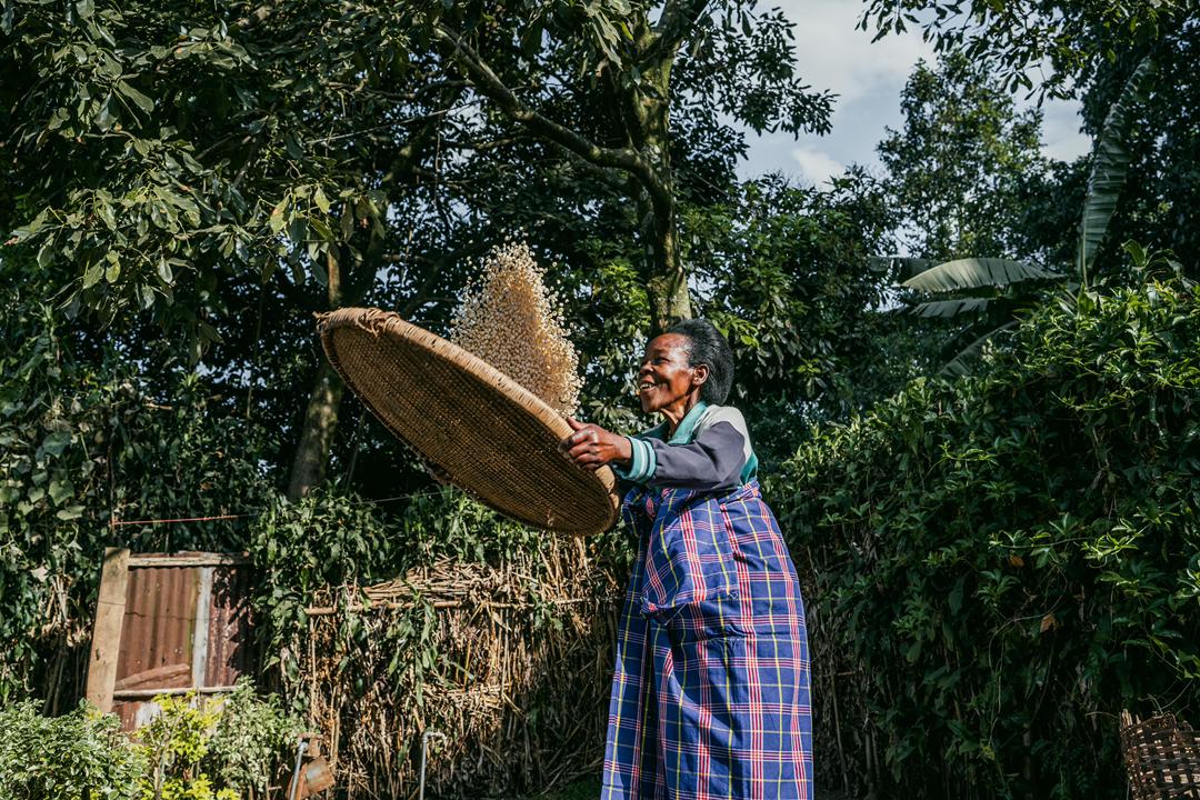 Sorting grain by hand in the highlands near Musanze.